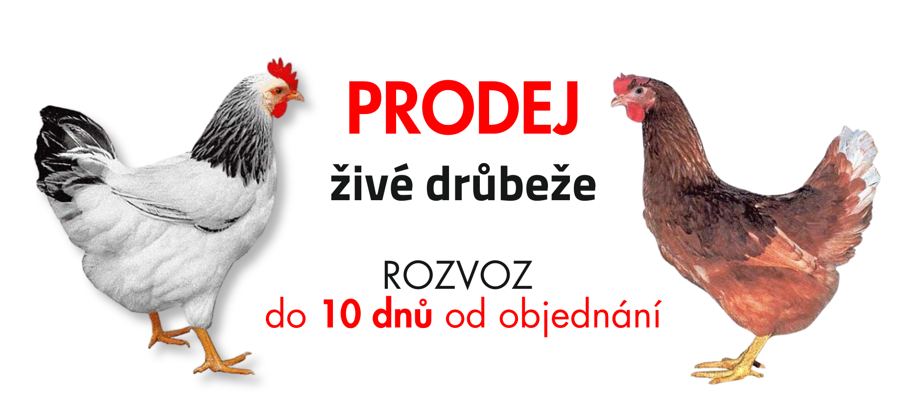 ZOODUM - 10 dnů (1832 x 856 px)_1